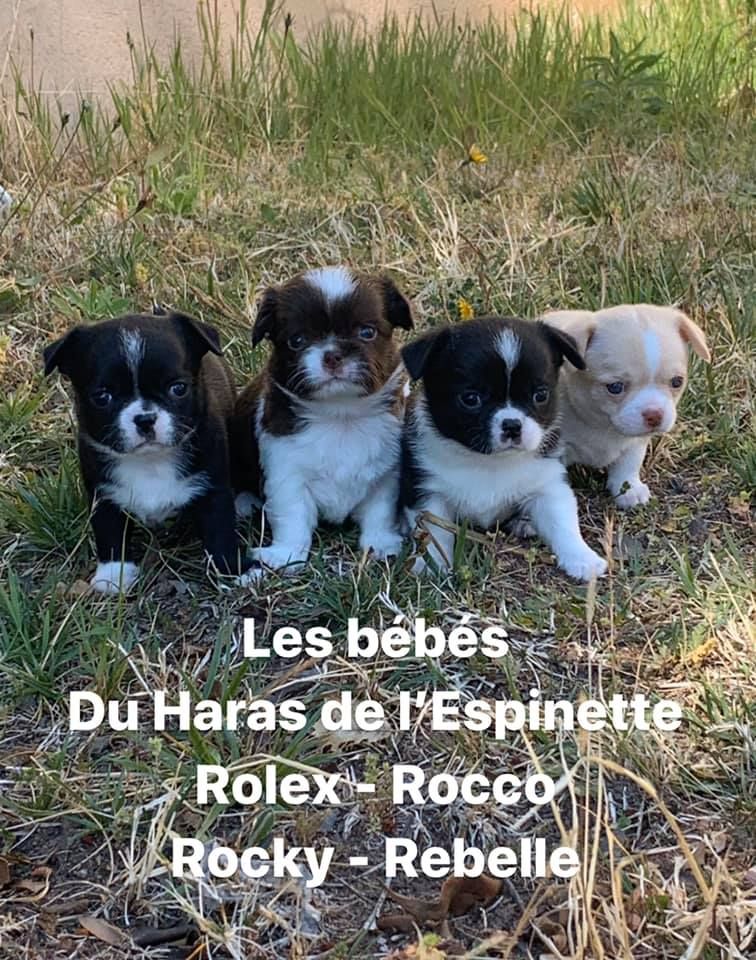 Du Haras De L'Espinette - Chihuahua - Portée née le 09/03/2020
