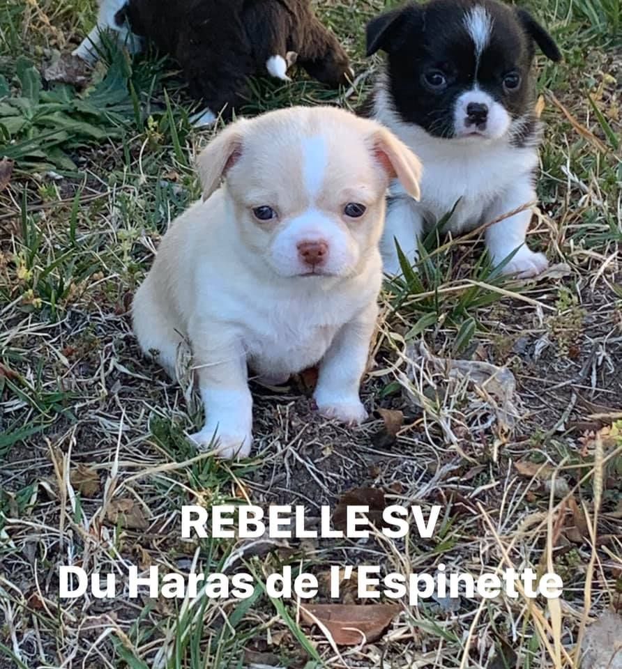 Du Haras De L'Espinette - Chiots disponibles - Chihuahua